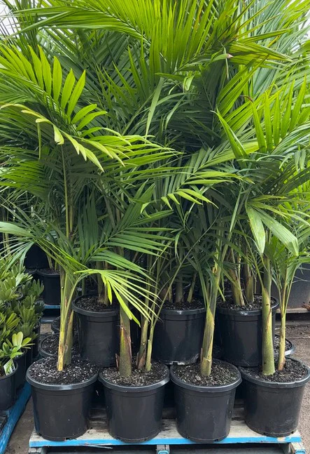 Palmiers et Autres Plantes Exotiques